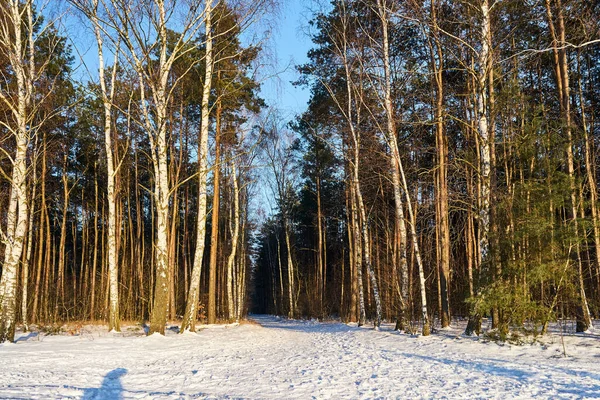 波兰冬天踩在雪中的小径和白桦树林 — 图库照片