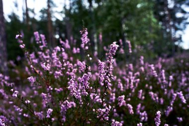 Polonya 'da bir ormanda çiçek açan çalıların küçük çiçekleri.