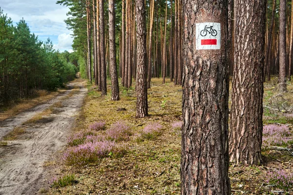 Timbre Piste Cyclable Touristique Dans Les Bois Pendant Été Pologne — Photo
