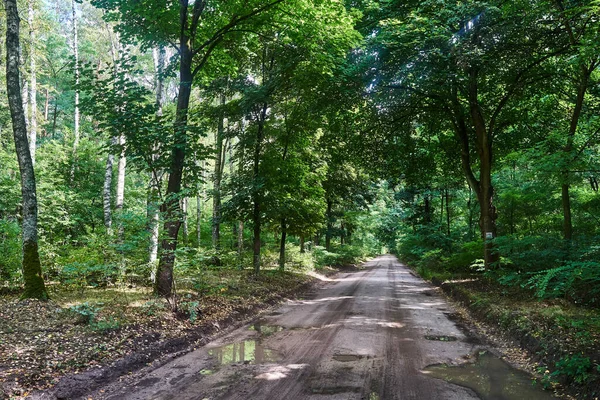 Droga Gruntowa Deszczu Lesie Latem Polsce — Zdjęcie stockowe