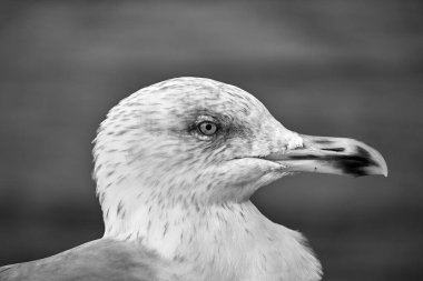 Polonya 'nın Baltık Denizi kıyısındaki tek renkli bir martının portresi.