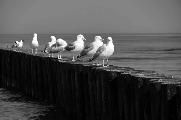 Terns Sentado Rompeolas Madera Costa Del Mar Báltico Polonia Monocromo — Foto de Stock