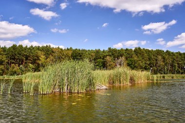 Polonya 'da yazın gölün kıyıları sazlıklar ve ağaçlarla kaplıdır.