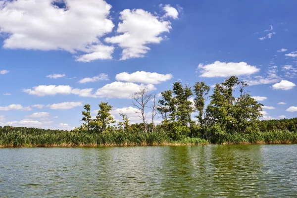 在波兰 夏天湖岸长满了芦苇和树木 — 图库照片