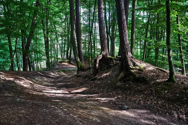 Paved Dirt Road Deciduous Forest Summer Poland — Stock Photo, Image