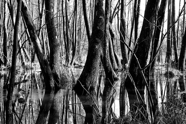 Área Pantanosa Bosque Caducifolio Durante Deshielo Polonia Monocromo — Foto de Stock