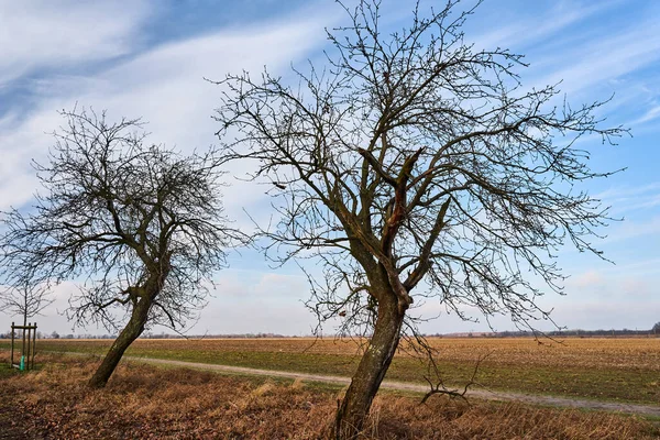 Venkovská Krajina Ovocnými Stromy Bez Listí Během Podzimu Polsku — Stock fotografie