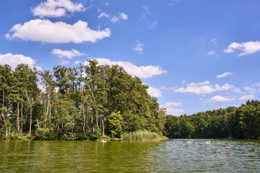 Yazın Polonya 'da gölde yüzen yetişkin kuğular.