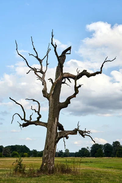 ポーランドの牧草地にある乾燥した古いオークの木 — ストック写真