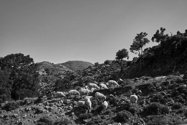 Ένα Κοπάδι Πρόβατα Βόσκει Ένα Ορεινό Λιβάδι Στα Βουνά Των — Φωτογραφία Αρχείου