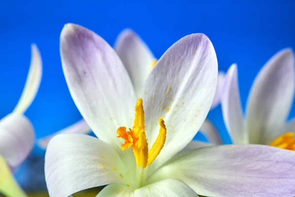 Lila Blühende Krokusblüten Auf Einer Wiese Frühling Polen — Stockfoto