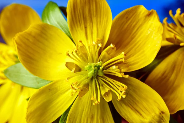 Detalle Una Flor Amarilla Floreciente Acónito Invierno Prado Primavera Polonia —  Fotos de Stock