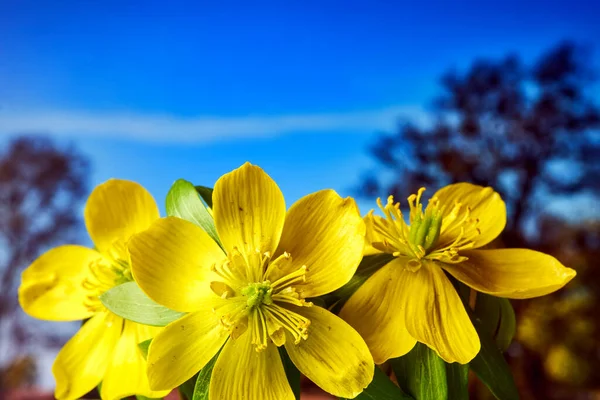 ポーランドの春に牧草地に咲く黄色の冬のアコナイトの花の詳細 — ストック写真