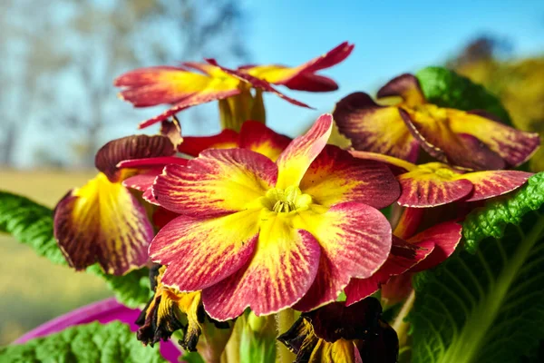 Červená Kvetoucí Růžová Květina Louce Jaře Polsku — Stock fotografie