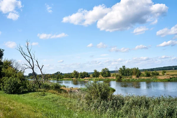 Łąki Pastwiska Nad Rzeką Wartą Latem Polsce — Zdjęcie stockowe