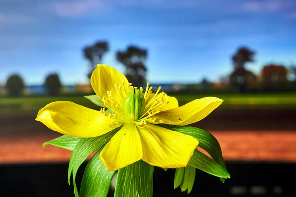 ポーランドの春に牧草地に咲く黄色の冬のアコナイトの花の詳細 — ストック写真