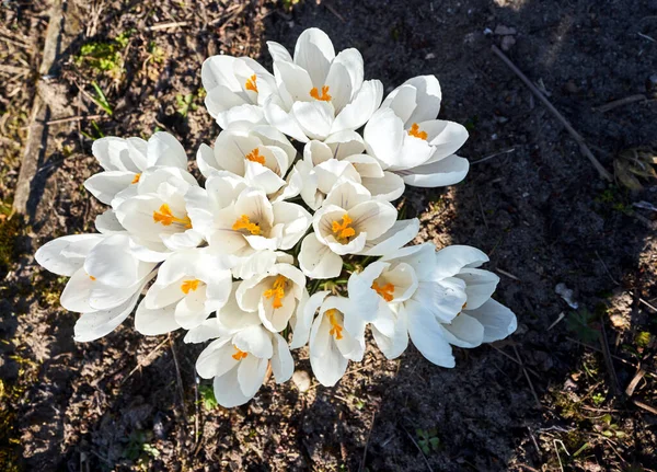 Vit Blommande Krokusblomma Vårträdgården Polen — Stockfoto