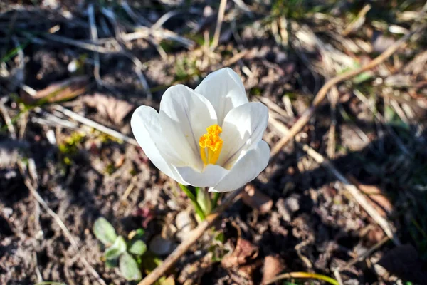 Polonya Daki Bahar Bahçesinde Çiçek Açan Beyaz Çiçek — Stok fotoğraf