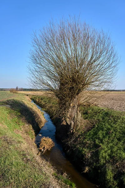 Willow Tree Stream Sunny Early Spring Day Poland — Stock Photo, Image