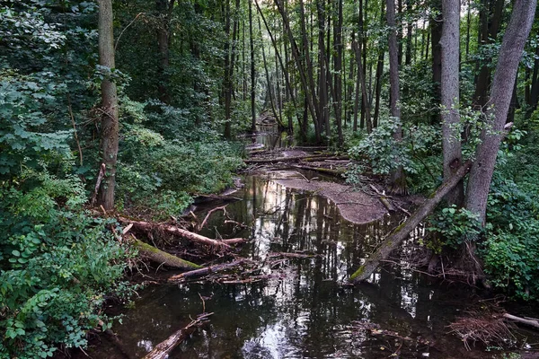 River Flowing Dense Deciduous Forest Poland — Stok fotoğraf