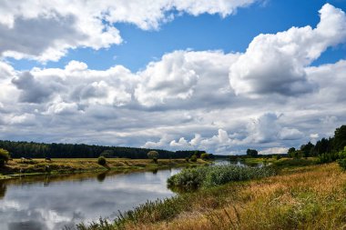 Polonya 'da yaz boyunca nehir kıyısındaki otlaktaki bir inek sürüsü.