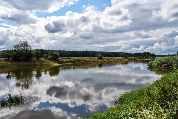 Stado Krów Pastwisku Nad Rzeką Latem Polsce — Zdjęcie stockowe