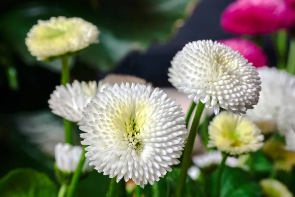 Fleurs Marguerite Blanches Florissantes Dans Une Prairie Printemps Pologne — Photo