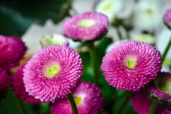 Fleurs Marguerite Fleurs Colorées Dans Une Prairie Printemps Pologne — Photo