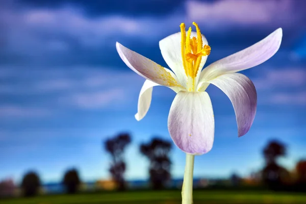 Fialový Kvetoucí Krokus Louce Jaře Polsku — Stock fotografie