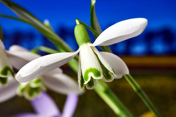 ポーランドの春の牧草地で白い花を咲かせる雪 — ストック写真