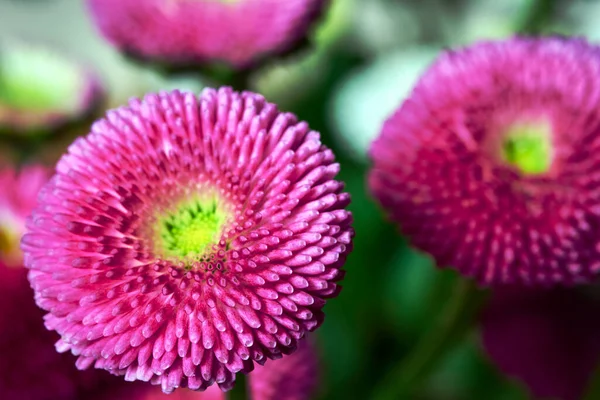 Kolorowy Kwiat Stokrotki Łące Wiosną Polsce — Zdjęcie stockowe