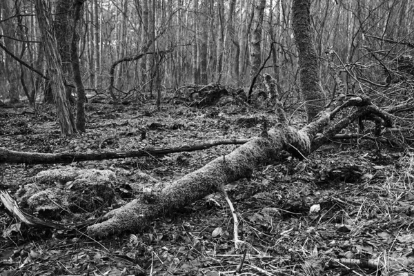 Fallen Tree Trunk Covered Moss Misty Forest Spring Poland Monochrome — Stock Photo, Image