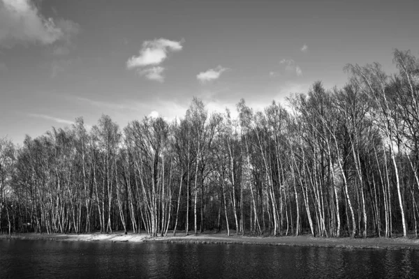 Bosque Abedul Junto Estanque Sobre Fondo Del Cielo Azul Polonia — Foto de Stock