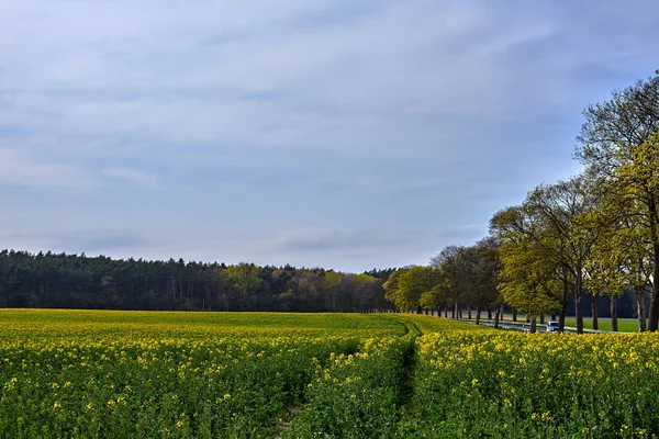 Rural Landscape Blooming Rapeseed Trees Road Spring Germany — Stok fotoğraf