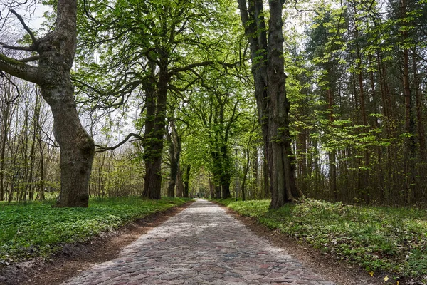 Old Trees Growing Country Paved Road Island Usedom Germany — Stock Photo, Image