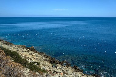Yunanistan 'da Akdeniz' de uçan beyaz martılar sürüsü              