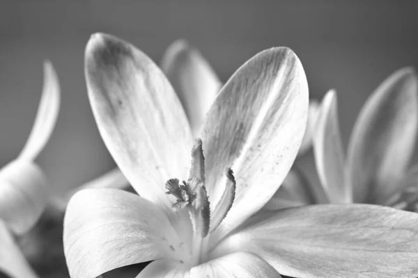 Fialový Kvetoucí Krokus Louce Jaře Polsku Monochromatický — Stock fotografie