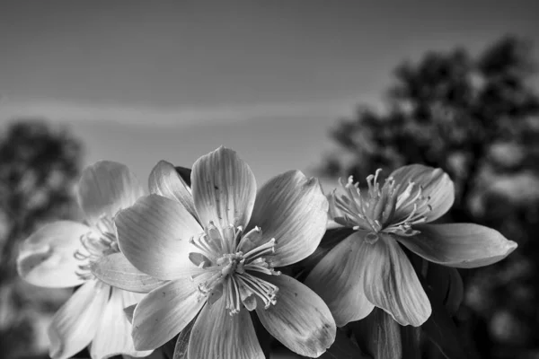 Detail Yellow Blooming Winter Aconite Flower Meadow Spring Poland Monochrome — Stock Photo, Image