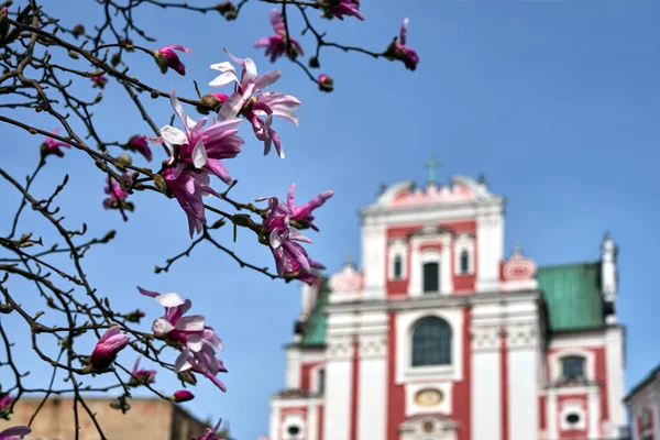 ポーランド ポズナン市のバロック様式の教会のファサードを背景に マグノリアの花を咲かせます — ストック写真