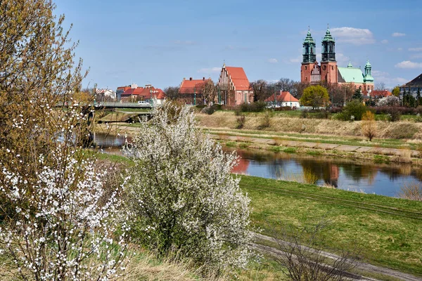 Historic Gothic Buildings Warta River White Flowers Bushes City Poznan — Photo