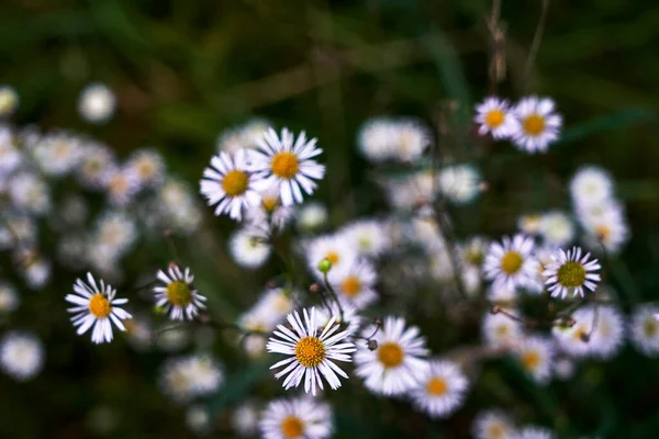 Adjetivo Amarelo Branco Pequeno Flores Outono Arbusto Polônia — Fotografia de Stock