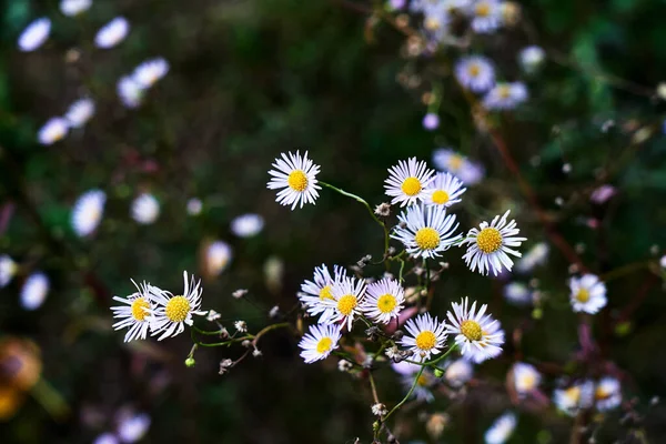 Adjetivo Amarelo Branco Pequeno Flores Outono Arbusto Polônia — Fotografia de Stock