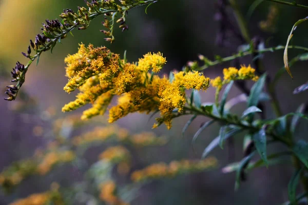金黄色 秋天的花 在波兰的丛林中 — 图库照片