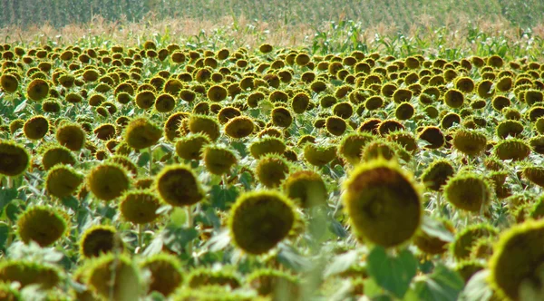 Sonnenblumenfeld — Stockfoto