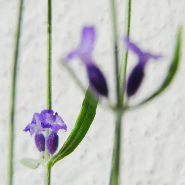 Lavendelblüten — Stockfoto