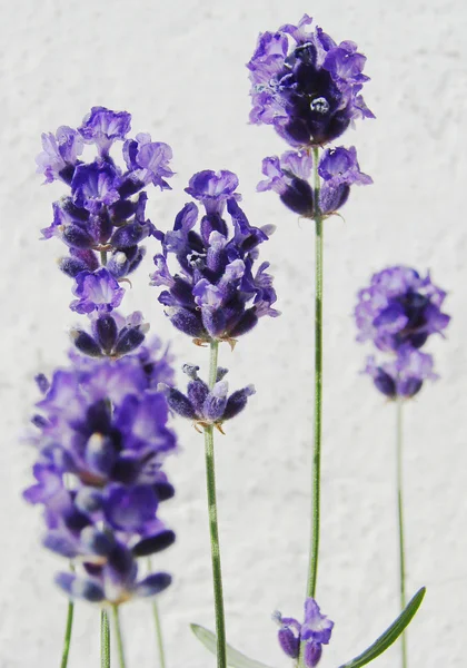 Flores de lavanda — Foto de Stock