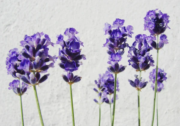 Lavendelblüten — Stockfoto