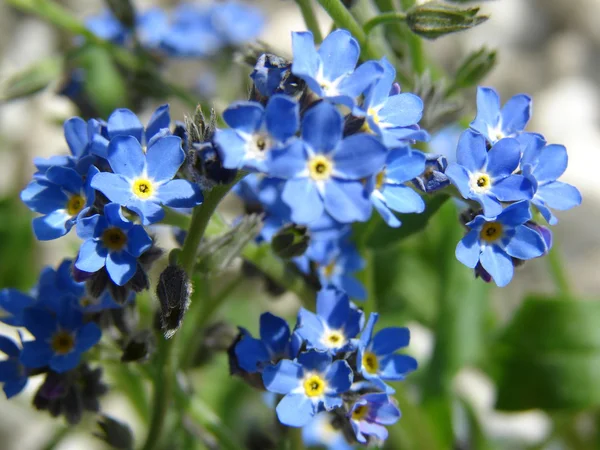 Beautiful forget me not  flowers — Stock Photo, Image
