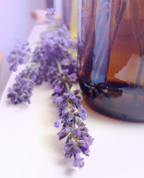 Lavendel — Stockfoto