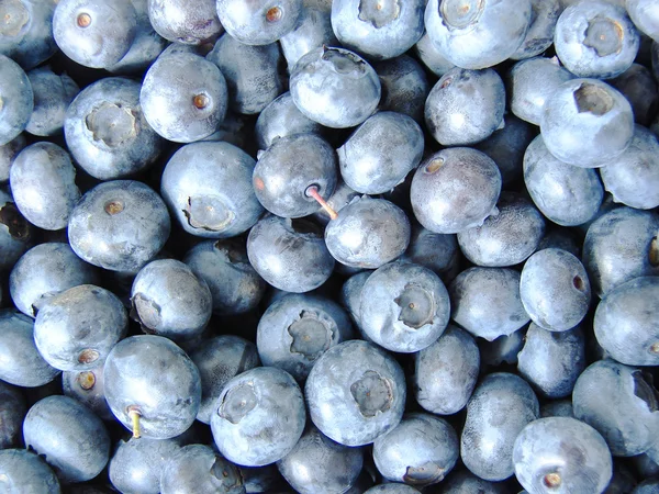 Fresh Bilberries — Stock Photo, Image